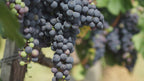 WALT Sierra Mar Pinot Noir winemaker video discussing vineyard and vintage